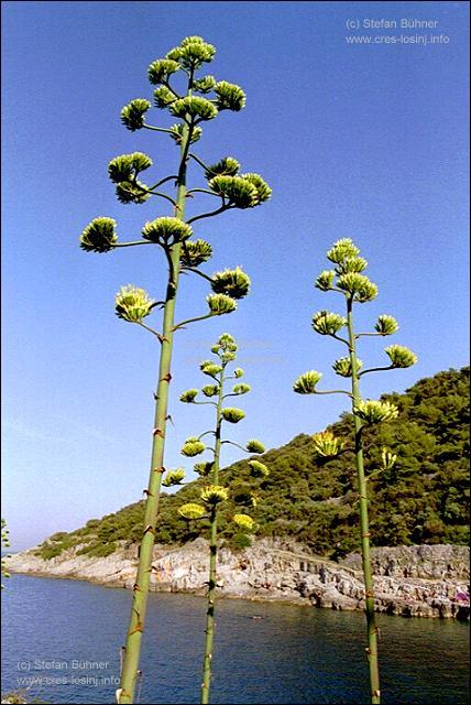 bl�hende Agaven in der Bucht Javorna bei Veli Losinj